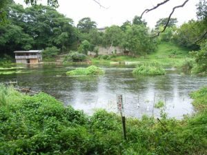 富士山本宮浅間大社の近くで御霊水をたくさん欲しい！
