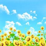 2018年8月の吉方位…三碧と四緑の人は吉方位が少ない