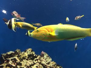 葛西臨海水族園